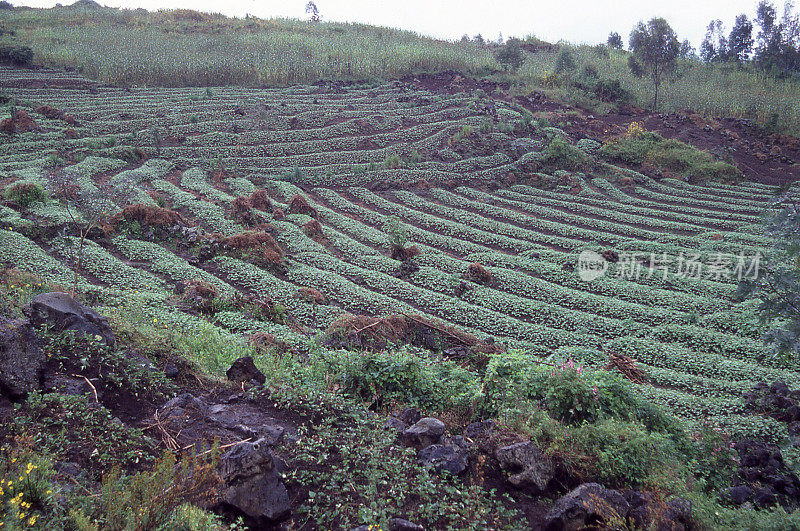 密集的豆类种植，Ruhengeri Musanze火山熔岩土壤，卢旺达，非洲